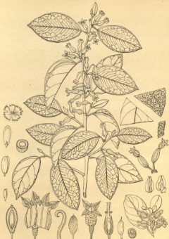 Elaeagnus latifolia Bastard Oleaster
